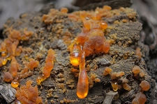 Acı Çam Sakızı Kullanımı ve Faydaları Nelerdir?