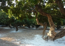 Damla Sakızı Ağacı Türleri ve Özellikleri