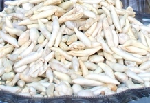 Kenger Sakızı Özellikleri ve Faydaları Nelerdir?