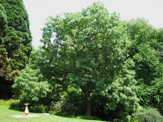 Sakız Ağacı Türleri ve Özellikleri